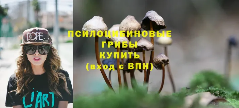 Галлюциногенные грибы Psilocybine cubensis  купить наркотик  Сенгилей 